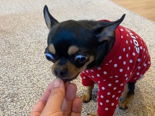 My Pet Care 천연단백질 눈건강에 개좋아 — 5점을 준 리뷰어가 2021년 2월 올린 사용 사진