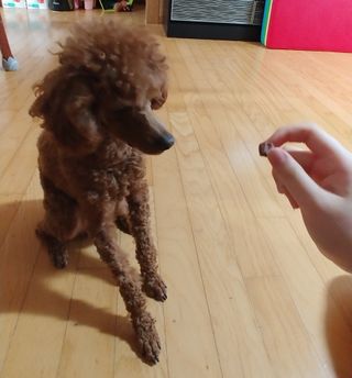 My Pet Care 천연단백질 눈건강에 개좋아 — 5점을 준 리뷰어가 2021년 3월 올린 사용 사진
