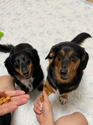 페페로니 진짜 오메가3 연어+소고기 180g+180g — 5점을 준 리뷰어가 2021년 7월 올린 사용 사진