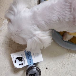 펫21 그로그로 5종 강아지 고양이 반려동물 한방 영양제 — 4점을 준 리뷰어가 2021년 12월 올린 사용 사진