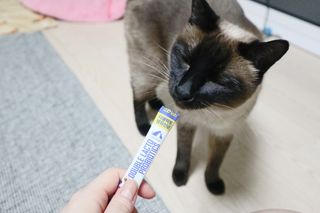 씨디랩 구강에서 장까지 한 번에 관리하는 더블락토 강아지 고양이 유산균 — 5점을 준 리뷰어가 2021년 6월 올린 사용 사진