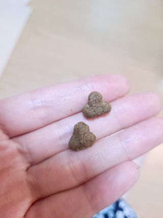 영국 바이탈린 강아지 애견사료 2kg — 5점을 준 리뷰어가 2021년 6월 올린 사용 사진