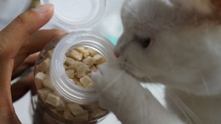 프롬씨 미네랄 소고기트릿 / 미네랄 치킨트릿 / 미네랄 북어트릿 (3가지 상품 중 랜덤 1가지 상품 랜덤 발송) — 5점을 준 리뷰어가 2022년 11월 올린 사용 사진