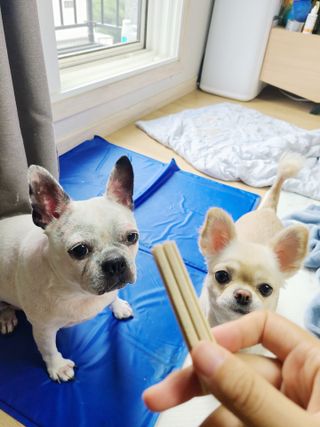 페페로니 클린플러스 덴탈치킨껌 10g x 14p — 3점을 준 리뷰어가 2021년 7월 올린 사용 사진