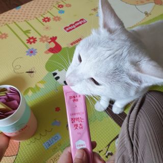 페페로니 잘 먹는 캣츄 - 무항생제 닭고기 12개 + 알래스카 연어 12개 — 5점을 준 리뷰어가 2021년 8월 올린 사용 사진