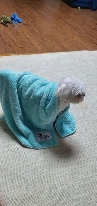 코코몰리 보들보들 초극세사 프리미엄 펫전용 타올 — 5점을 준 리뷰어가 2021년 1월 올린 사용 사진