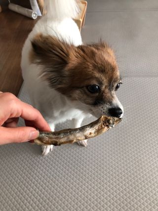 [펫시밀] 원물그대로 영양듬뿍 동결건조 왕북어트릿300g,왕치킨트릿400g,열빙어트릿300g 대용량 간식 — 5점을 준 리뷰어가 2023년 5월 올린 사용 사진