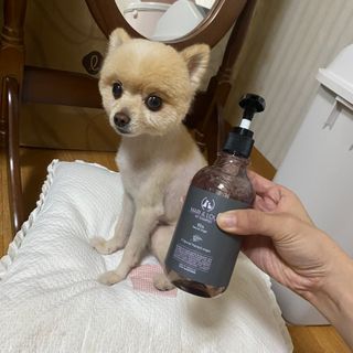 마리앤루이펫샴푸 [mari and louie pet shampoo] — 5점을 준 리뷰어가 2021년 7월 올린 사용 사진