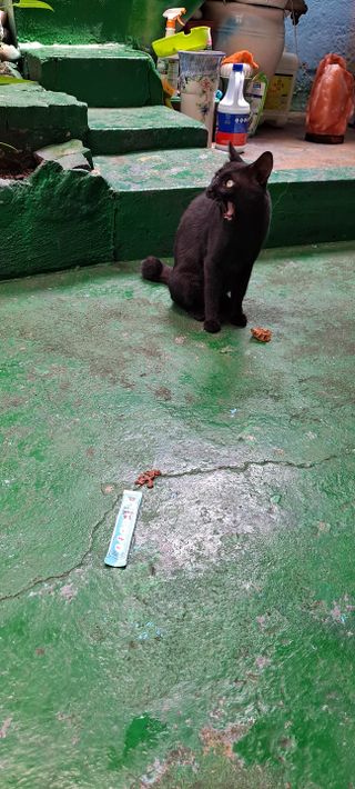 페페로니 잘 먹는 캣츄 - 원양선 참치 24개입 — 5점을 준 리뷰어가 2021년 7월 올린 사용 사진