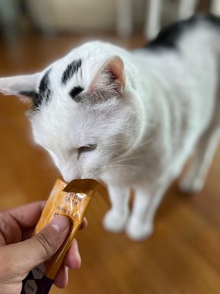 페페로니 맛있는 스틱 - 무항생제 닭고기 15개 + 알래스카 연어 15개 — 5점을 준 리뷰어가 2021년 8월 올린 사용 사진