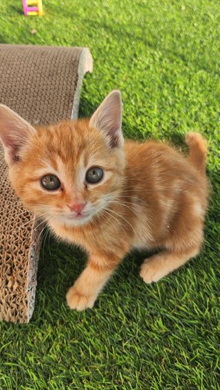 브라우니모래 [브라우니] 고양이 카사바모래 브라우니 천연 응고형 모래  6Lx2개 — 5점을 준 리뷰어가 2023년 11월 올린 사용 사진