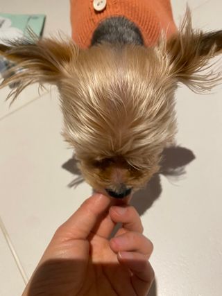 My Pet Care 천연단백질 눈건강에 개좋아 — 5점을 준 리뷰어가 2021년 2월 올린 사용 사진