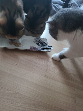 엘카몬님이 올린 리뷰 사진 1