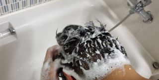 [포레스트스토리] 탈모증상완화 샴푸 1,000ml — 5점을 준 리뷰어가 2022년 6월 올린 사용 사진