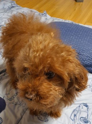 마리앤루이펫샴푸 [mari and louie pet shampoo] — 5점을 준 리뷰어가 2021년 6월 올린 사용 사진