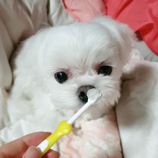 코코몰리 오랄케어 데일리 맛있게 건강한 반려동물 안심치약 — 5점을 준 리뷰어가 2021년 3월 올린 사용 사진