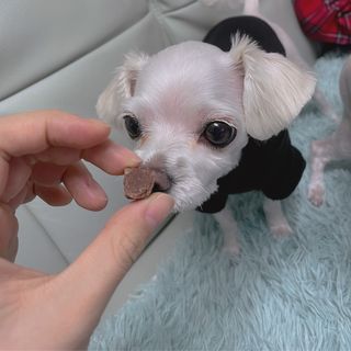 My Pet Care 천연단백질 눈건강에 개좋아 — 5점을 준 리뷰어가 2021년 2월 올린 사용 사진