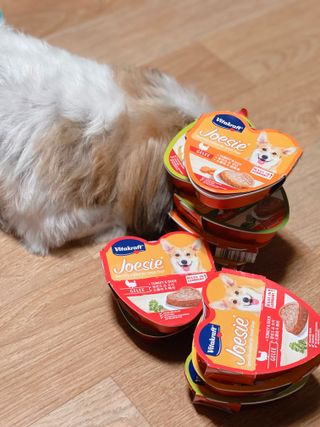 비타크래프트 조에시 하트캔 85g 강아지 습식캔 10캔 — 5점을 준 리뷰어가 2021년 10월 올린 사용 사진