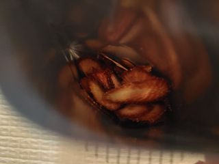 아비삭과일칩 5종 /딸기,사과,배,귤,무화과 5종 — 4.5점을 준 리뷰어가 2021년 5월 올린 사용 사진