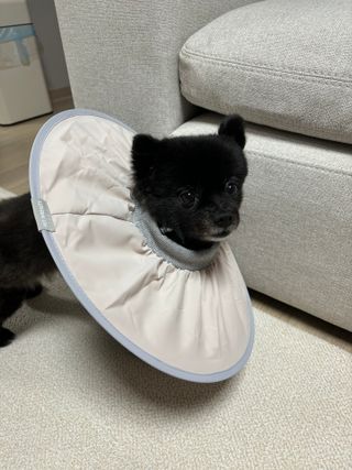 덕구두리왕자님이 올린 리뷰 사진 1