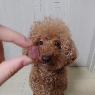 My Pet Care 천연단백질 눈건강에 개좋아 — 5점을 준 리뷰어가 2021년 1월 올린 사용 사진