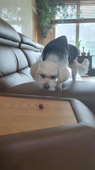 My Pet Care 천연단백질 눈건강에 개좋아 — 5점을 준 리뷰어가 2021년 2월 올린 사용 사진