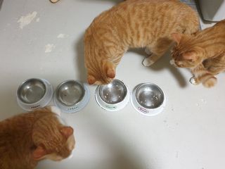 5냥2멍님이 올린 리뷰 사진 4