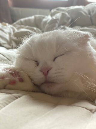 화이집사님이 올린 리뷰 사진 1