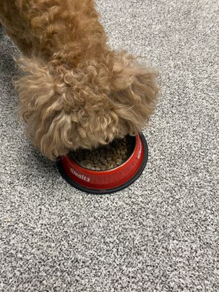 My Pet Care 모발과 모질 피부건강에 개좋아 — 5점을 준 리뷰어가 2021년 4월 올린 사용 사진
