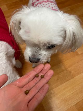 펫21 그로그로 5종 강아지 고양이 반려동물 한방 영양제 — 3.5점을 준 리뷰어가 2021년 11월 올린 사용 사진