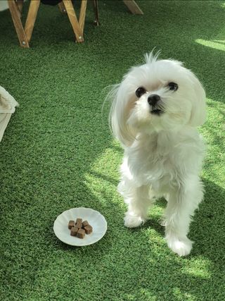 My Pet Care 천연단백질 관절건강에 개좋아 — 5점을 준 리뷰어가 2021년 3월 올린 사용 사진