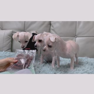 My Pet Care 천연단백질 눈건강에 개좋아 — 5점을 준 리뷰어가 2021년 2월 올린 사용 사진