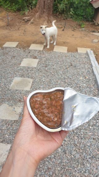 비타크래프트 조에시 하트캔 85g 강아지 습식캔 10캔 — 5점을 준 리뷰어가 2021년 8월 올린 사용 사진
