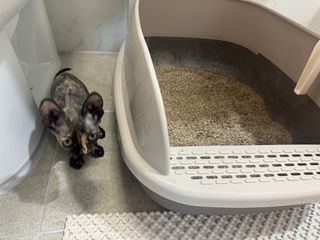 브라우니모래 [브라우니] 고양이 카사바모래 브라우니 천연 응고형 모래  6Lx2개 — 5점을 준 리뷰어가 2023년 11월 올린 사용 사진