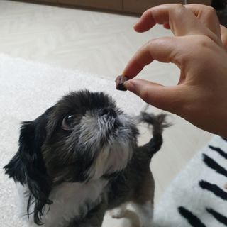 My Pet Care 천연단백질 눈건강에 개좋아 — 5점을 준 리뷰어가 2021년 1월 올린 사용 사진
