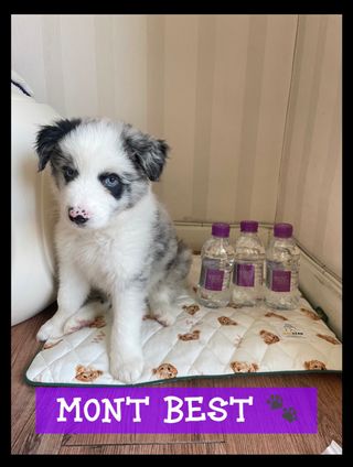 몽베스트 [MONTBEST] 330mL 20병 — 5점을 준 리뷰어가 2023년 7월 올린 사용 사진