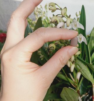 닥터피엔티 [Dr.PNT] 하루 2알로 건강한 다이어트! 한겨울에도 체지방만 쏙~ 슬림핏 다이어트 — 5점을 준 리뷰어가 2023년 3월 올린 사용 사진