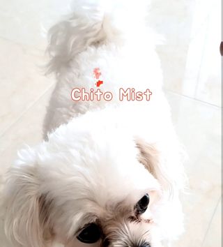 whol 키토미스트 150ml + 실리콘바디브러쉬  강아지 고양이 항균항바이러스, 강력탈취 피부 보습,무향 — 5점을 준 리뷰어가 2022년 9월 올린 사용 사진
