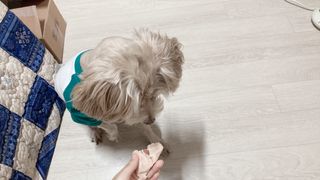 도그퓨어 푸드닭 강아지 닭고기 통살 애견간식 오리지널/차전자피/초록입홍합 — 5점을 준 리뷰어가 2021년 11월 올린 사용 사진