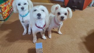 프리마인 평생 써야하는 관절의 건강을 위한 완벽설계 솔루션 관절n마디케어 플러스 120정 — 4점을 준 리뷰어가 2021년 9월 올린 사용 사진
