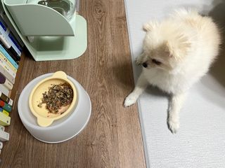 씽크라이크펫 강아지 화식 (50g 소/닭/오리/양 1팩씩 4팩) — 5점을 준 리뷰어가 2023년 1월 올린 사용 사진