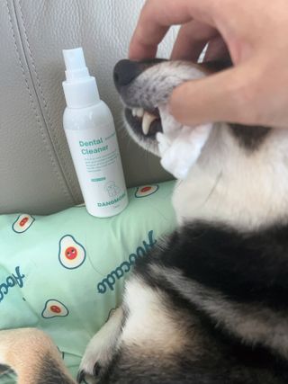 [댕모어 클리너 3종] 아이클리너 / 이어클리너 / 덴탈클리너 3종 세트 (120ml) — 5점을 준 리뷰어가 2023년 8월 올린 사용 사진