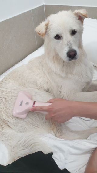 아베크 펫 강아지 고양이 애견 에어 브러쉬 드라이기 올인원 — 4점을 준 리뷰어가 2021년 7월 올린 사용 사진
