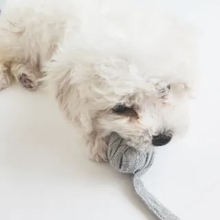 캐닌캐비어 알카라인 홀리스틱 그레이프리 앙뜨레 ALS_4종 오픈스카이, 와일드오션, 프리스피릿, 스페셜니즈 — 5점을 준 리뷰어가 2023년 3월 올린 사용 사진
