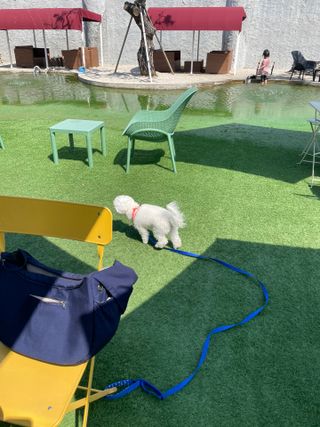베이컨박스 [BACON] 고아웃클럽 이지그립 리드줄, 목줄 세트-BLUE — 5점을 준 리뷰어가 2021년 6월 올린 사용 사진