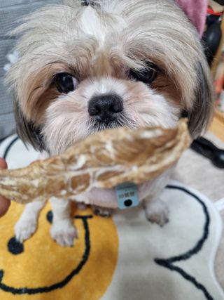 [보헤리] 국내산 강아지 육포간식 바삭 64 2종 — 5점을 준 리뷰어가 2022년 3월 올린 사용 사진