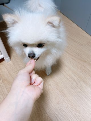 페페로니 자기전에 먹는 저알러지 껌 세트 치킨+오리 — 5점을 준 리뷰어가 2021년 8월 올린 사용 사진