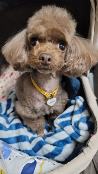 아베크 펫 강아지 고양이 애견 에어 브러쉬 드라이기 올인원 — 5점을 준 리뷰어가 2021년 7월 올린 사용 사진