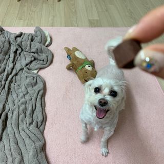 My Pet Care 천연단백질 눈건강에 개좋아 — 5점을 준 리뷰어가 2021년 2월 올린 사용 사진