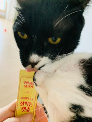 페페로니 잘 먹는 캣츄 - 무항생제 닭고기 24개입 — 5점을 준 리뷰어가 2021년 7월 올린 사용 사진